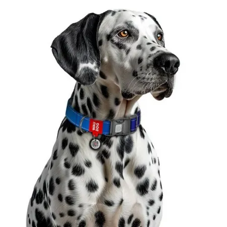 Collar WauDog Nylon Mono Obroża nylonowa odblaskowa z QR-paszportem, plastikowy fastex, L 25mm/33-49cm niebieska-204147