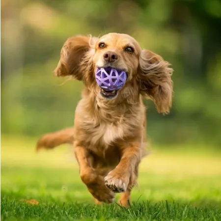 Toby's Choice Spiderweb Ball Small [TC10026]-2041735