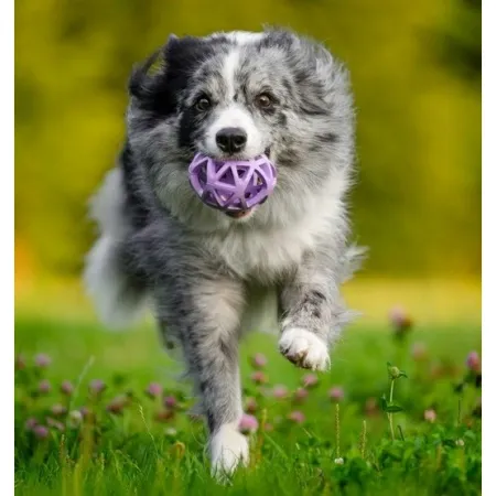 Toby's Choice Spiderweb Ball Medium [TC10027]-2041737