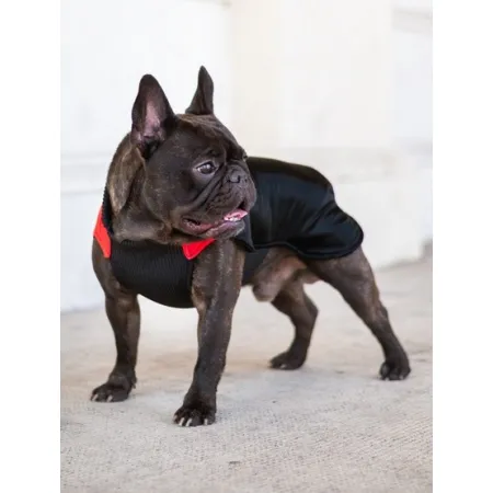 Chaba Ubranko regulowane Wear Magnifique M czerwone-2041886