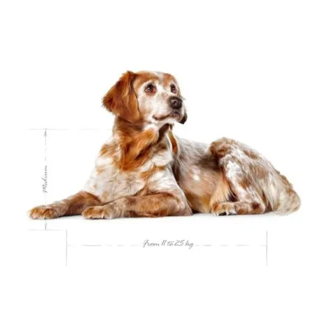 Royal Canin Medium Ageing 10+ karma sucha dla psów starszych, ras średnich 15kg-2044205