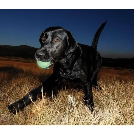 Chuckit! Max Glow Ball Medium [32313]-2046970