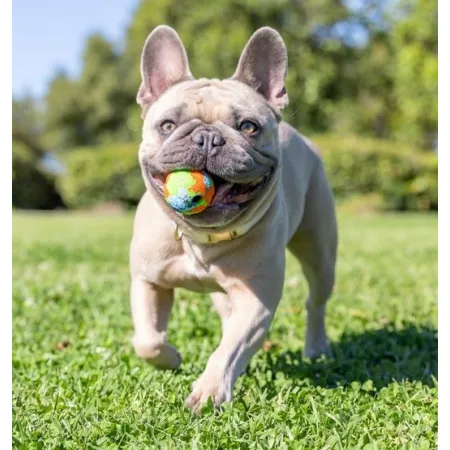 Chuckit! Eco Fetch Ball Small 2pak [37163]-2047870