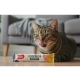 Zolux Sweeties Kremowy przysmak dla kota - kurczak 14g-2060629