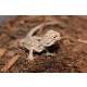 Terrario Nexframe A-Line 20x20x30 - terrarium aluminiowe-2091664