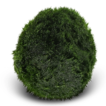 Eco Plant Marimo Ball Moss - gałęzatka 2 - 4cm 10 sztuk-2120793