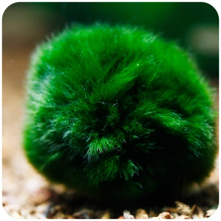 Eco Plant Marimo Ball Moss - gałęzatka 2 - 4cm 10 sztuk-2120794