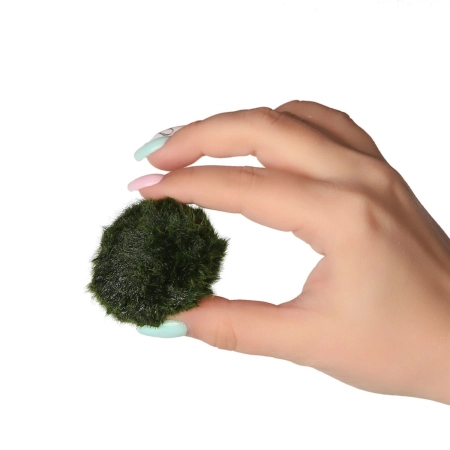 Eco Plant Marimo Ball Moss - gałęzatka 2 - 4cm 10 sztuk-2120795
