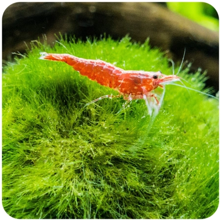 Eco Plant Marimo Ball Moss - gałęzatka 2 - 4cm 10 sztuk-2120796
