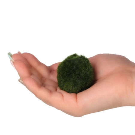 Eco Plant Marimo Ball Moss - gałęzatka 2 - 4cm 10 sztuk-2120797