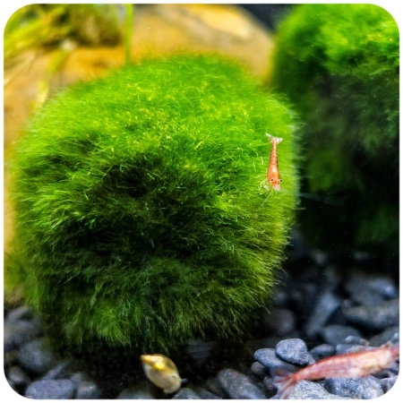 Eco Plant Marimo Ball Moss - gałęzatka 2 - 4cm 10 sztuk-2120798
