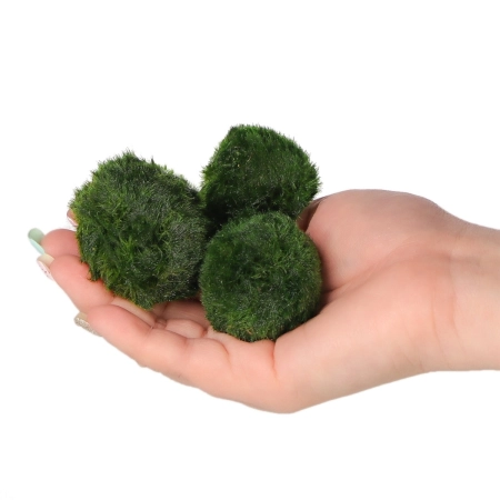 Eco Plant Marimo Ball Moss - gałęzatka 2 - 4cm 10 sztuk-2120799