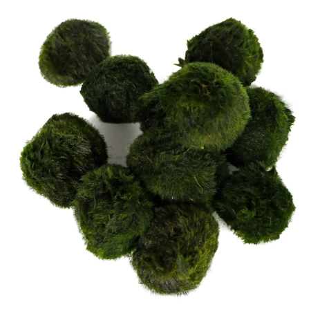 Eco Plant Marimo Ball Moss - gałęzatka 2 - 4cm 10 sztuk-2120801