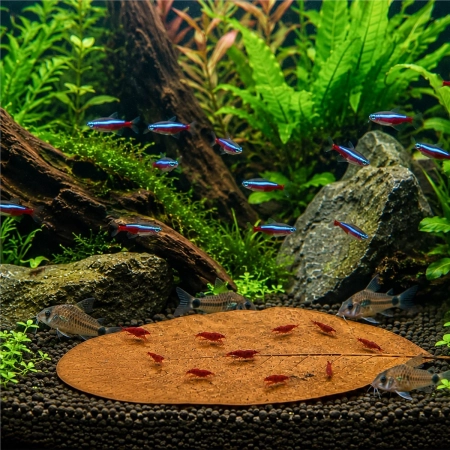 Kruger Meier Shrimp Leaves XL - liście ketapangu 15 sztuk-2123942