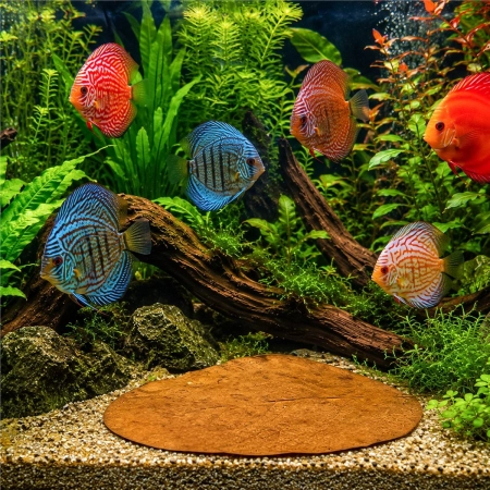 Kruger Meier Shrimp Leaves XL - liście ketapangu 15 sztuk-2123943