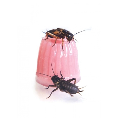 Komodo Jelly Pot Fruit Mix  Jar - miks owocowy w żelu 60szt.-2124501