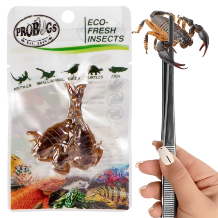 ProBugs Eco-Fresh Scorpion 15 x 3pcs - świeże skorpiony 15 saszetek-2128298