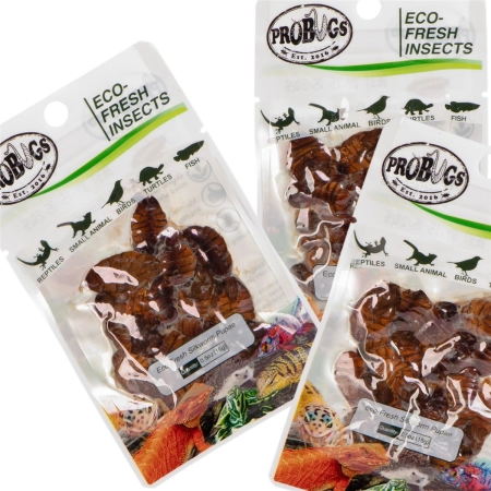ProBugs Eco-Fresh Silkworm 15 x 15g - świeże larwy jedwabnika 15 saszetek-2128321