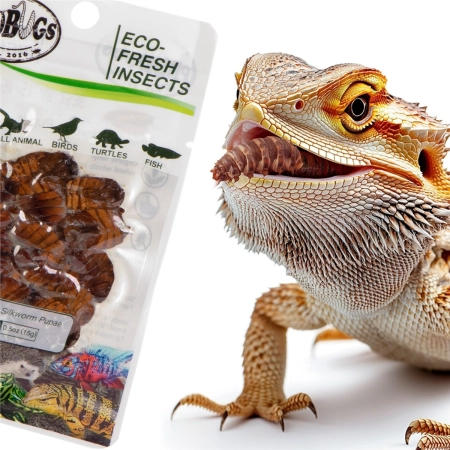 ProBugs Eco-Fresh Silkworm 15 x 15g - świeże larwy jedwabnika 15 saszetek-2128329