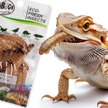 ProBugs Eco-Fresh Superworm 20g - świeże larwy drewnojada-2128342