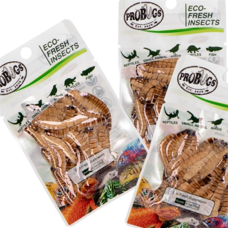 ProBugs Eco-Fresh Superworm 20g - świeże larwy drewnojada-2128344