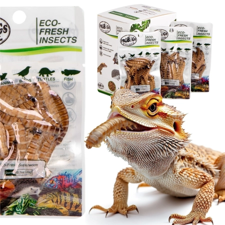 ProBugs Eco-Fresh Superworm 20g - świeże larwy drewnojada-2128346