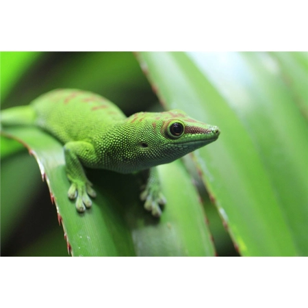 Repti-Zoo Terrarium AK 21x21x30-2129470