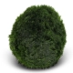 Eco Plant Marimo Ball Moss - gałęzatka 2 - 4cm 10 sztuk-2120793