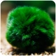 Eco Plant Marimo Ball Moss - gałęzatka 2 - 4cm 10 sztuk-2120794