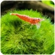 Eco Plant Marimo Ball Moss - gałęzatka 2 - 4cm 10 sztuk-2120796