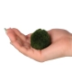 Eco Plant Marimo Ball Moss - gałęzatka 2 - 4cm 10 sztuk-2120797