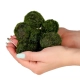 Eco Plant Marimo Ball Moss - gałęzatka 2 - 4cm 10 sztuk-2120800
