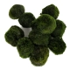 Eco Plant Marimo Ball Moss - gałęzatka 2 - 4cm 10 sztuk-2120801