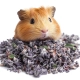 Herbal Pets - Kwiat Czarnej Malwy 20g-2121412
