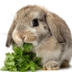 Herbal Pets - Natka pietruszki 80g-2121426