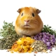 Herbal Pets - Świnkoziółka pokarm dla świnki morskiej 800g-2121445