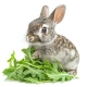 Herbal Pets - Topinambur Ziele z Liściem 70g-2121447