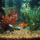 Kruger Meier Amber Glow Quartz 2-5 mm - Żwirek do akwarium 2kg-2122733