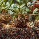 Kruger Meier ProNature Ball 5 - kulki nawozowe z biostymulatorem-2123827