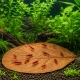 Kruger Meier Shrimp Leaves XL - liście ketapangu 15 sztuk-2123944