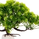 Kruger Meier Plant Zen Bosai - roślinka sztuczna-2126019