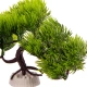 Kruger Meier Plant Pine Bonsai - roślinka sztuczna-2126089