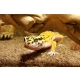 Repti-Zoo Terrarium AK 21x21x15-2129441