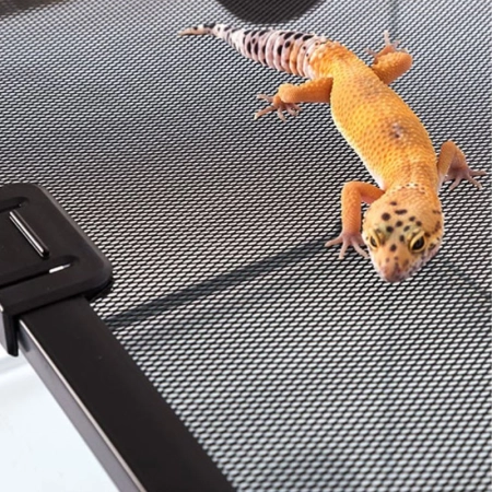 Repti-Zoo terrarium RAK 50x30x25cm-2130994