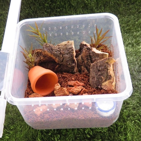 Terrario Insect Box Compact - plastikowe terrarium 12x12x7cm-2134802