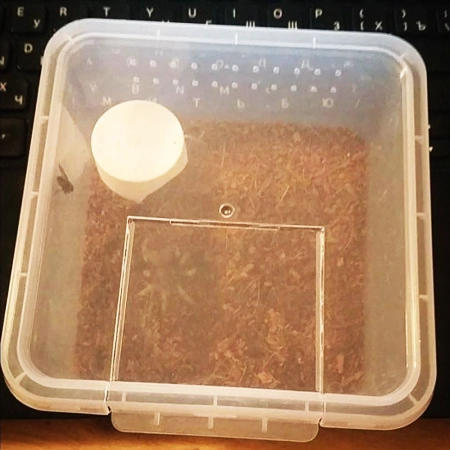 Terrario Insect Box Compact - plastikowe terrarium 12x12x7cm-2134803