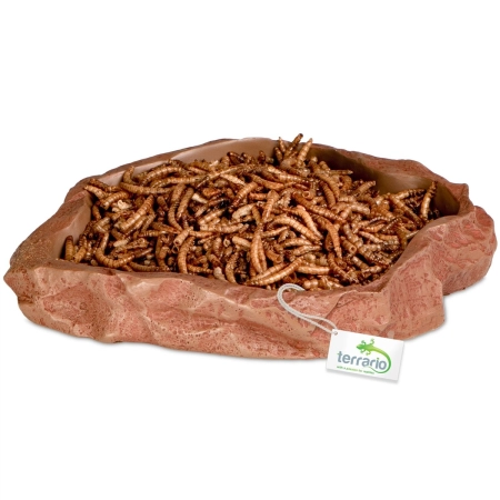 Terrario Natural Bowl – Miska do Terrarium 20x17x3 cm-2137095
