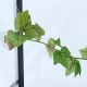Repti-Zoo Magnetic Plant - roślinka sztuczna na magnesy 63cm-2131768