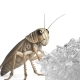 Terrario Beastie Drink Jelly 600g - bezpieczna woda w żelu dla owadów-2134767