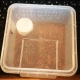 Terrario Insect Box Compact - plastikowe terrarium 12x12x7cm-2134803